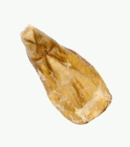 Ataenius heinekeni